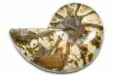Polished Fossil Nautilus (Cymatoceras) - Madagascar #378977-1